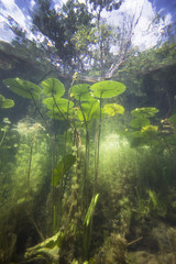 Beautiful yellow Water lily (nuphar lutea) in the clear pound. Underwater shot in the lake. Nature...