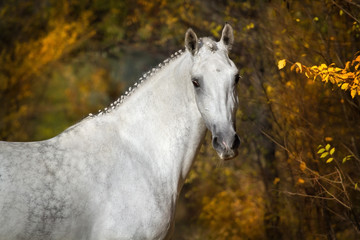 Obraz na płótnie Canvas White andalusian horse portrait in autumn park