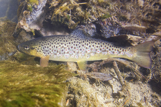 Underwater photography of brown trout (Salmo trutta) preparing for spawning in small creek. Beautiful salmonid fish in close up photo. Underwater photography in wild nature.