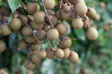 Longan orchards - Tropical fruits young longan in Lamphun, Thailand