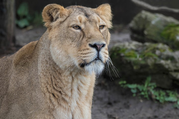 Indian Lion. Asiatic Female Lioness