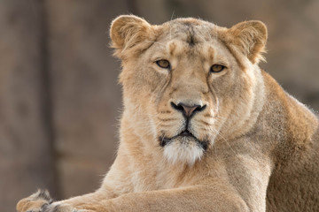 Indian Lion. Asiatic Female Lioness
