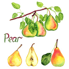Pear branch with fruits, green, red and yellow pears with leaves and cut slices, isolated hand painted watercolor illustration