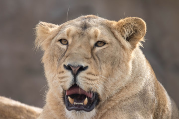 Fototapeta na wymiar Indian Lion. Asiatic Female Lioness
