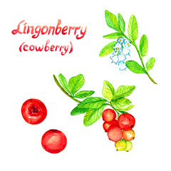 Lingonberry (cowberry) plant with flowers and ripe berries, isolated berries, hand painted watercolor illustration