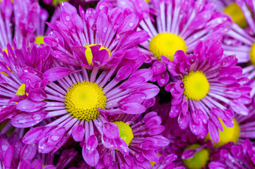 Obraz premium purple chrysanthemums daisy flower