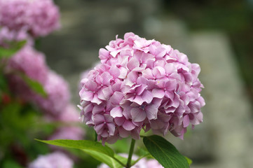 Lush inflorescence with delicate pink flowers of hydrangea.