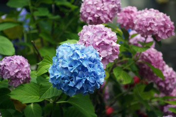 Obraz premium Blue flowers hydrangeas against the background of pink inflorescences