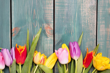 Colorful spring tulip flowers on green wooden background as greeting card with free space