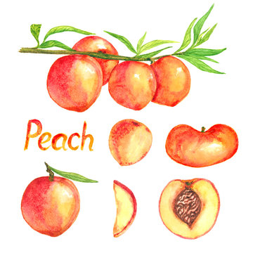 Peaches branch with fruits, peaches variety and cut slices, isolated set hand painted watercolor illustration