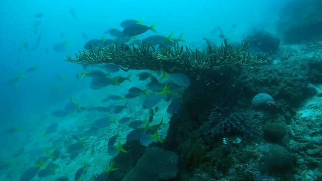 school of fish, Cavi or redbelly yellowtail fusilier - Caesio cuning swim next to a coral reef, Oceania, Indonesia, Southeast Asia
