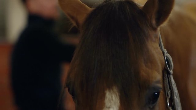 Men grooming brown horse hair. Grooming a horse. A close-up of the horse head. Close up.