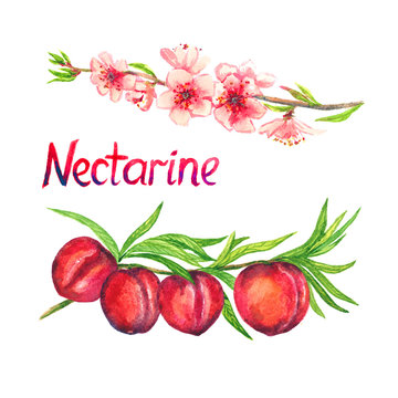 Nectarine Branch With Flowers And Fruits, Isolated Hand Painted Watercolor Illustration