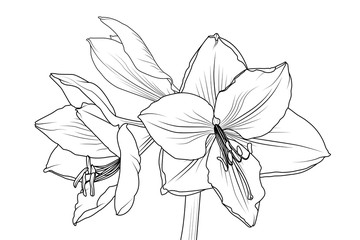 Amaryllis hippeastrum lilly flower isolated black and white outline sketch drawing. Closeup macro front view. Spring floral bouquet foliage element. Vector design illustration. - obrazy, fototapety, plakaty
