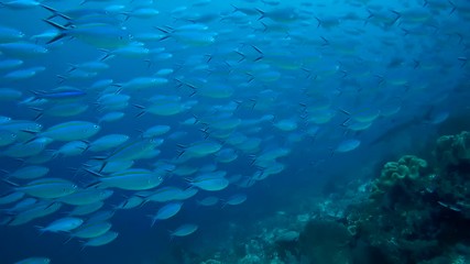 school of fish, Lunar Fusilier - Caesio caerulaurea scared whitetip reef shark - Triaenodon obesus, Oceania, Indonesia, Southeast Asia
