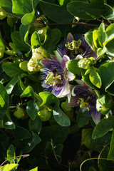 Fototapeta premium Three open flowers of passionflowers among the green leaves