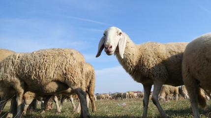 sheep with the soft wool fleece the flock to pasture