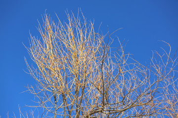 bare tree with many branches yellow