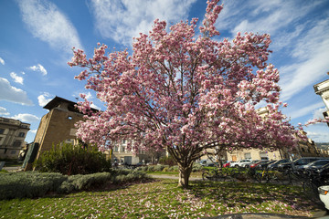 Firenze,un albero di Magnolia in fiore nel centro città. © gimsan