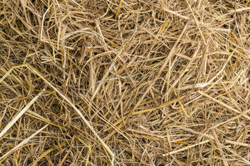 Dry grass texture and background.