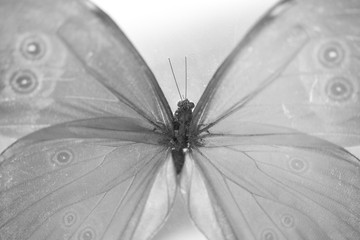 Fototapeta na wymiar butterfly closeup black and white