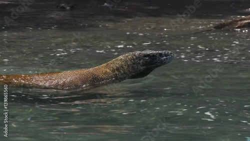 Komodo Dragon Swim