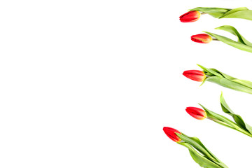 Tulip flowers forming an border frame on white background with copy space
