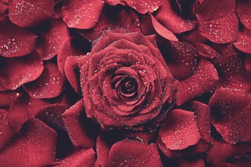 Fototapeta premium Red Roses Background