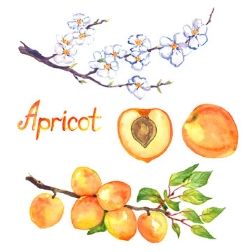 Apricot branch with flowers and fruits, isolated fruit and cut slice with pit, isolated hand painted watercolor illustration