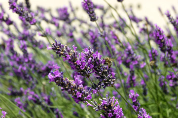 Purple lavender flowers