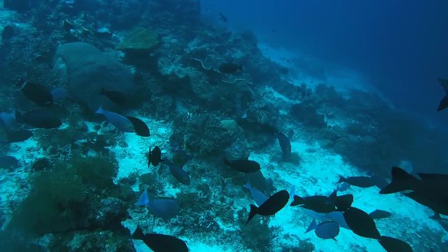 shoal of fish, midnight snapper - Macolor macularis, Oceania, Indonesia,  Southeast Asia
