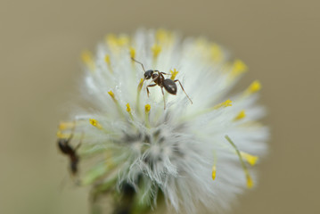 Ameise klettert in weißer blüte