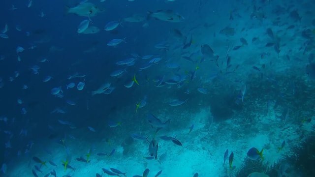 school of fish, Lunar Fusilier - Caesio caerulaurea, and Cavi or redbelly yellowtail fusilier - Caesio cuning  in blue water, Oceania, Indonesia, Southeast Asia
