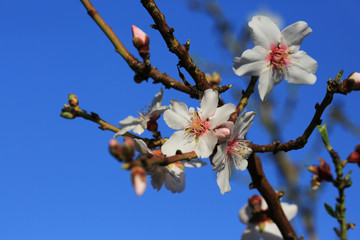 The first flowers of spring