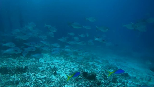 school of fish,  two-spot red snapper - Lutjanus bohar, and Blue Seachub - Kyphosus cinerascens, Oceania, Indonesia,  Southeast Asia
