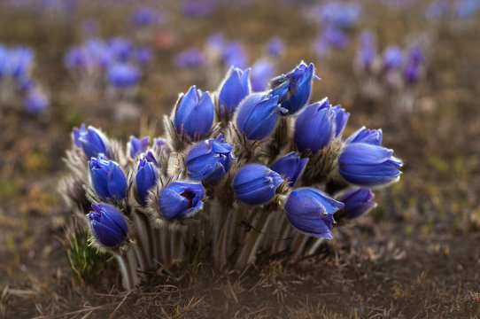 Light Spring Time Backround