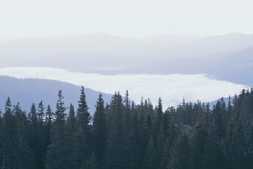 Foggy morning landscape with mountain range and fir forest in hipster vintage retro style