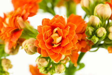 beautiful kalanchoe blossfeldiana flower isolated on white background