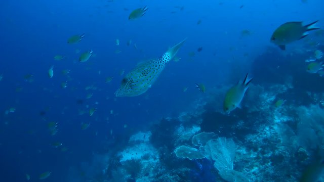 scrawled filefish, broomtail filefish or scribbled leatherjacket - Aluterus scriptus swim in the blue water, Oceania, Indonesia, Southeast Asia
