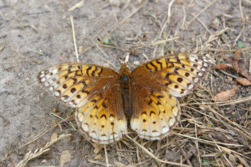 Brush-footed butterfly with its wings spread out