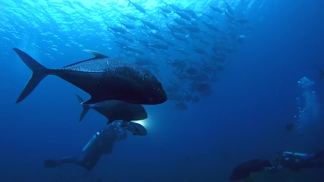Underwater photographer takes pictures school of fish,  giant trevally - Caranx ignobilis, Oceania, Indonesia, Southeast Asia
