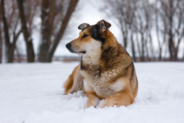 A dog is a friend of man. Old good dog on the river bank in winter