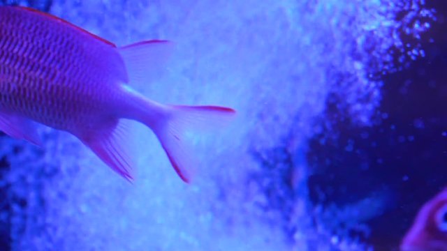 Fish in the aquarium full screen