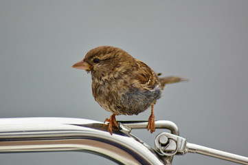 Sparrow on rail