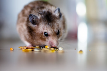 Syrian hamster eating grains, nuts and corn.