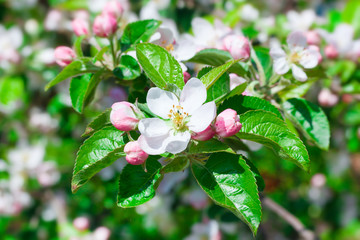 Flowers of apple.