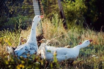 Geese in the meadow near the fence.