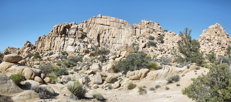 Boulders and cactus in Joshua Tree National Park