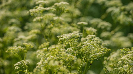 Spring flowers