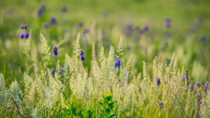 Spring grass and flowers